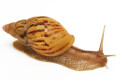 Lissachatina zanzibarica semiadult